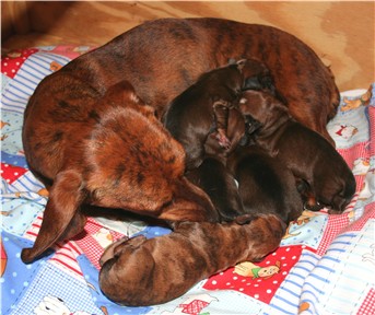 dixie and pups