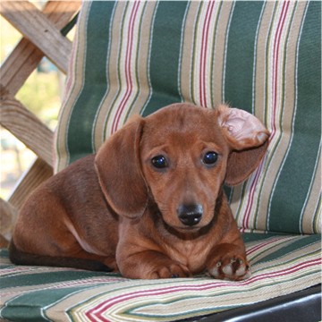 New dachsie style, ear flipped back