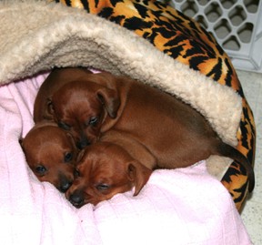 Three Snuggle Dachsies